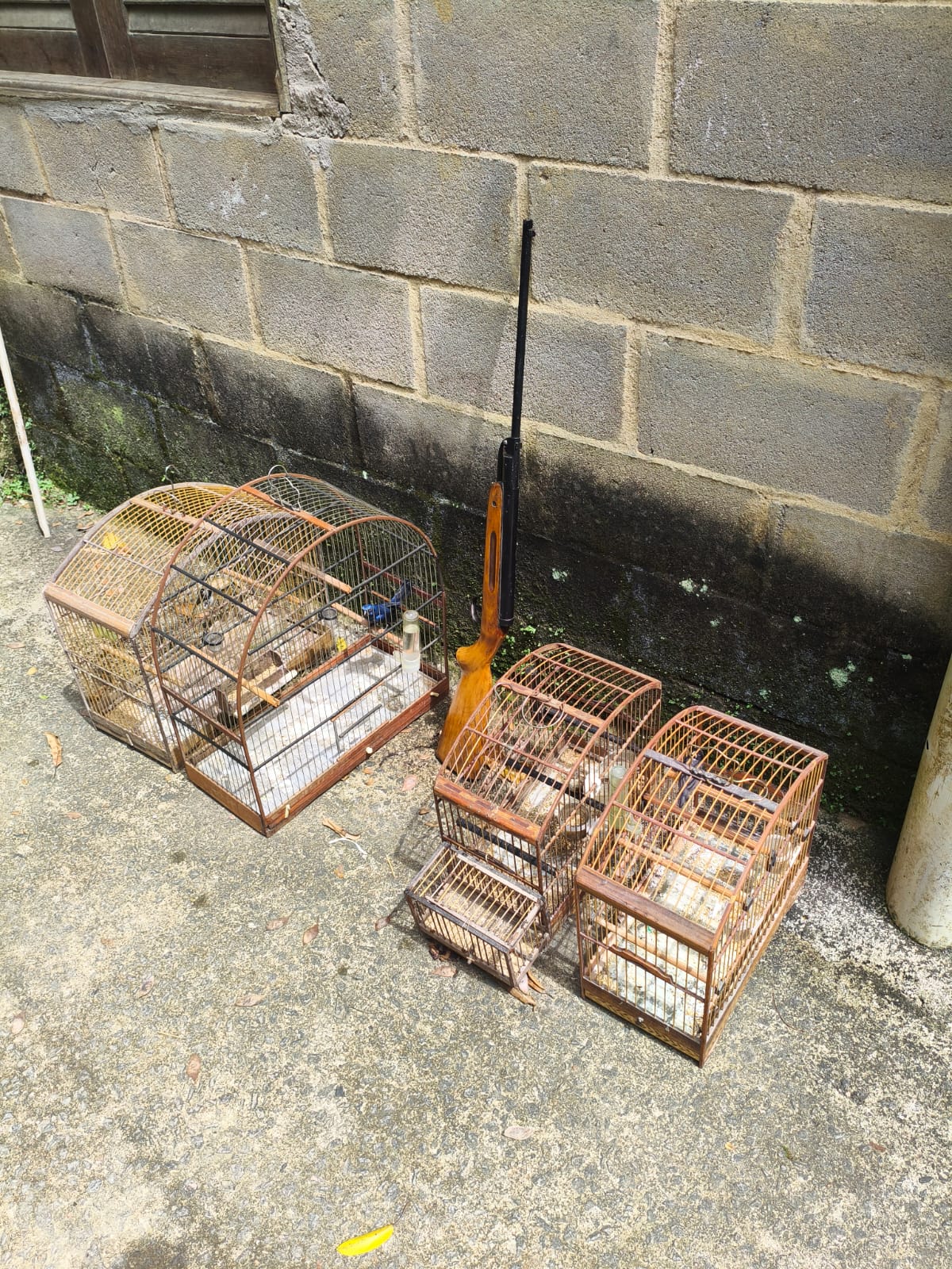 Pássaros da fauna silvestre brasileira são apreendidos em Mendes após denúncia feita ao Linha Verde 